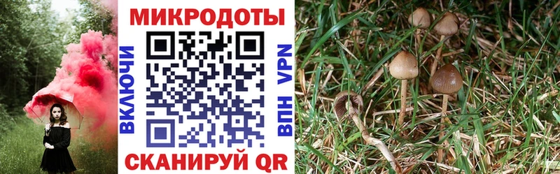 купить  сайты  Люберцы  сайты даркнета как зайти  Галлюциногенные грибы Psilocybe 